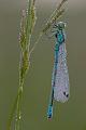 1046 - COENAGRION HASTULATUM 2 - HELIMAKI JUSSI - finland